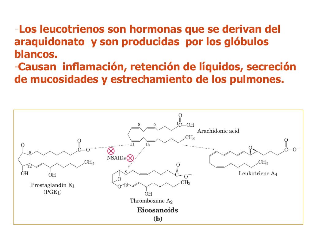 -Los leucotrienos son hormonas que se derivan del araquidonato y son producidas por los glóbulos blancos.
