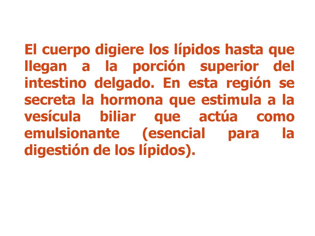 El cuerpo digiere los lípidos hasta que llegan a la porción superior del intestino delgado.