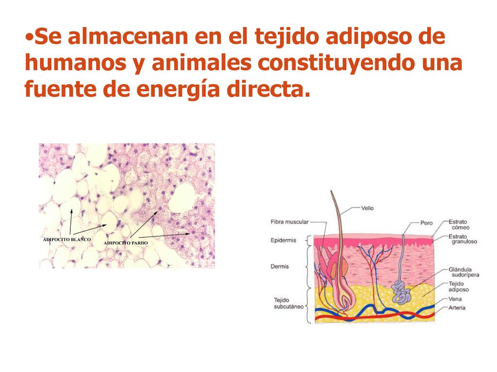 Se almacenan en el tejido adiposo de humanos y animales constituyendo una fuente de energía directa.