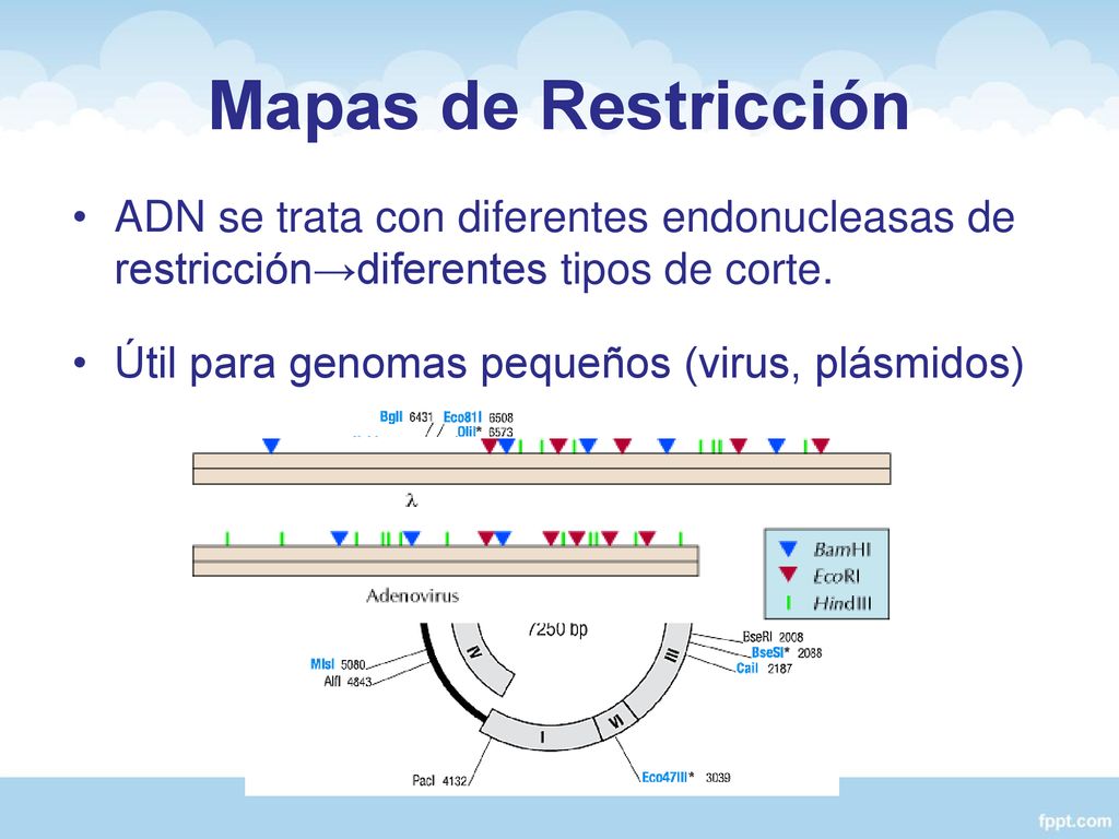 Mapas de Restricción ADN se trata con diferentes endonucleasas de restricción→diferentes tipos de corte.