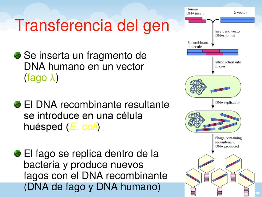 Transferencia del gen Se inserta un fragmento de DNA humano en un vector (fago l)
