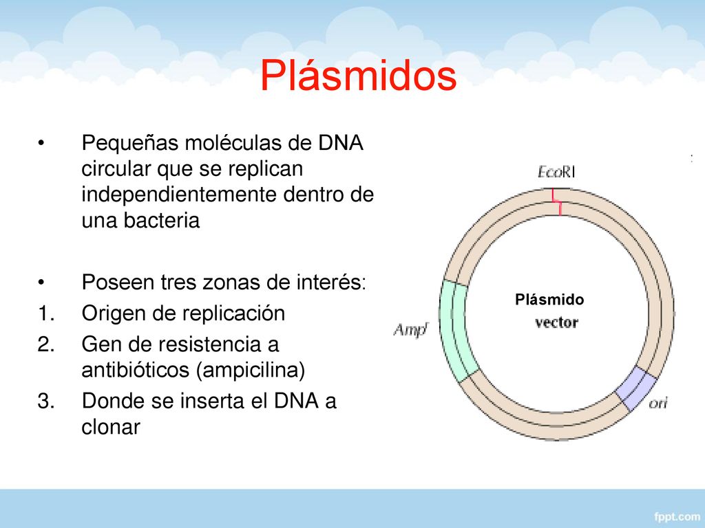 Plásmidos Pequeñas moléculas de DNA circular que se replican independientemente dentro de una bacteria.