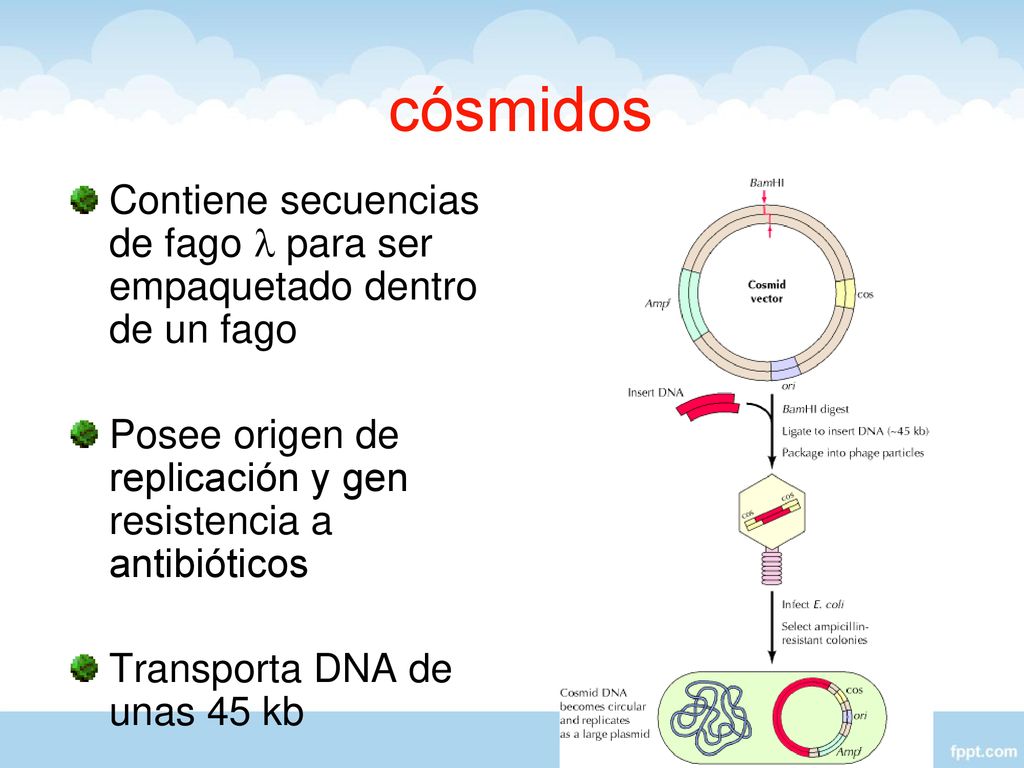 cósmidos Contiene secuencias de fago l para ser empaquetado dentro de un fago. Posee origen de replicación y gen resistencia a antibióticos.