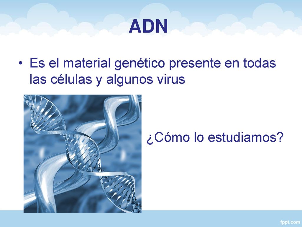 ADN Es el material genético presente en todas las células y algunos virus ¿Cómo lo estudiamos