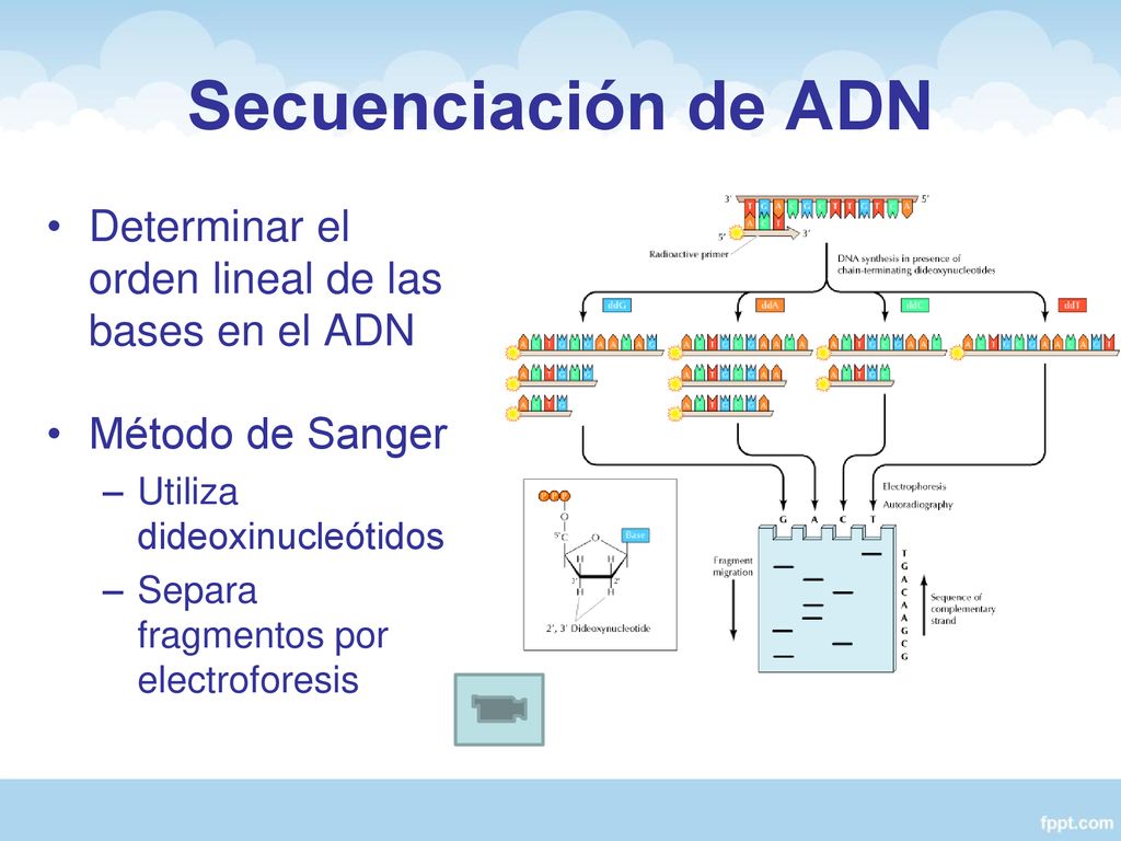 Secuenciación de ADN Determinar el orden lineal de las bases en el ADN