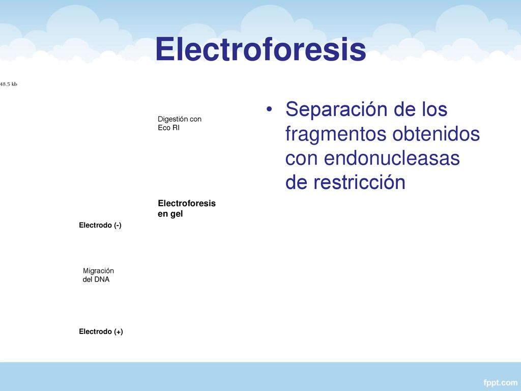 Electroforesis Electroforesis en gel. Electrodo (-) Electrodo (+) Migración del DNA. Digestión con Eco RI.