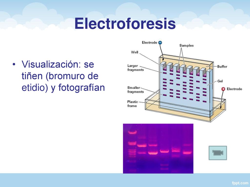 Electroforesis Visualización: se tiñen (bromuro de etidio) y fotografían