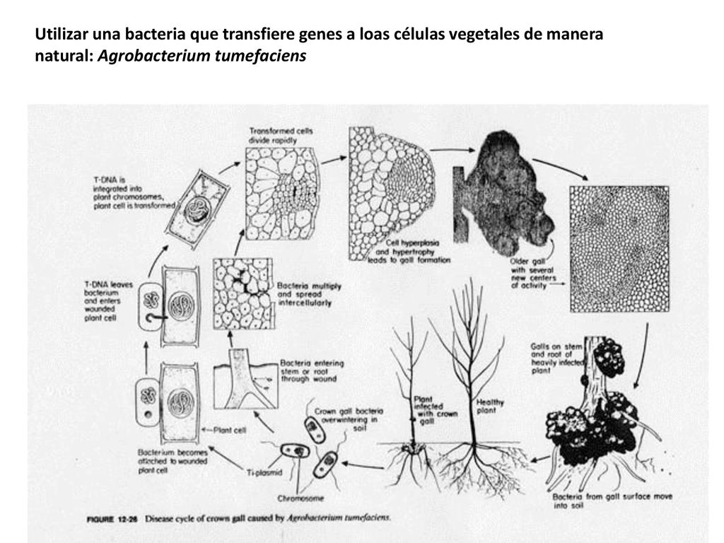 Utilizar una bacteria que transfiere genes a loas células vegetales de manera natural: Agrobacterium tumefaciens
