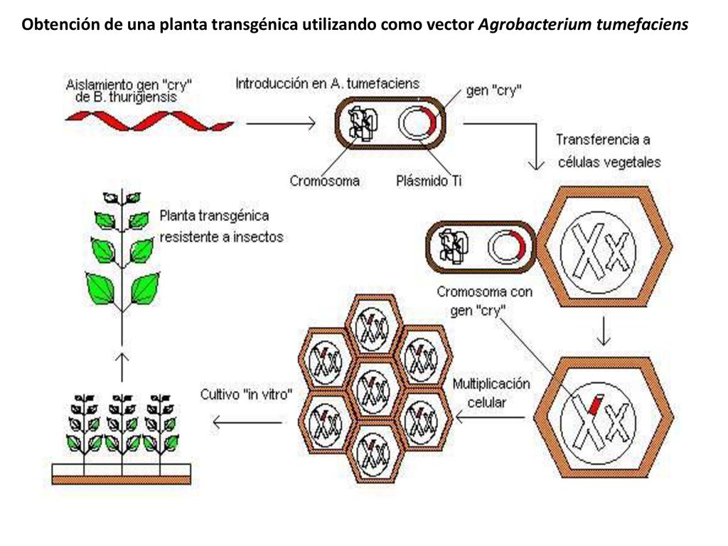 Obtención de una planta transgénica utilizando como vector Agrobacterium tumefaciens