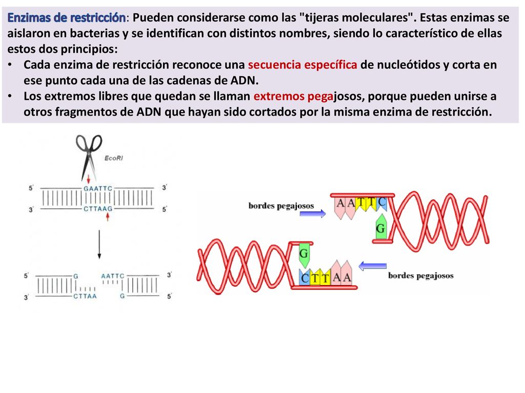 Enzimas de restricción: Pueden considerarse como las tijeras moleculares . Estas enzimas se aislaron en bacterias y se identifican con distintos nombres, siendo lo característico de ellas estos dos principios: