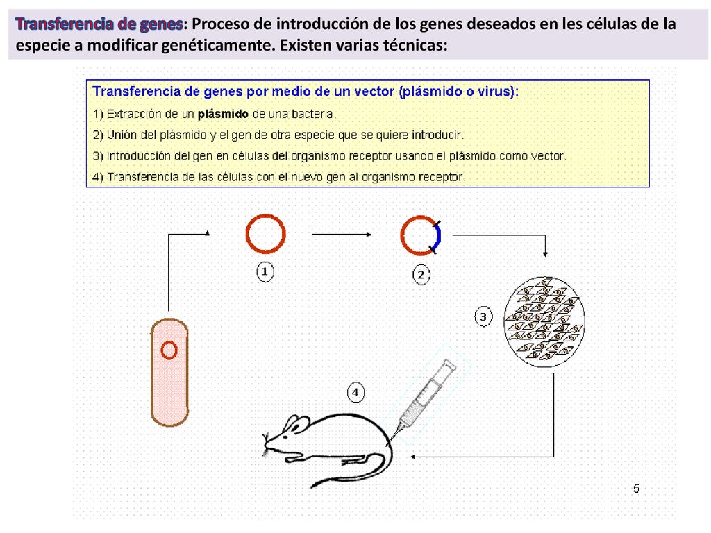 Transferencia de genes: Proceso de introducción de los genes deseados en les células de la especie a modificar genéticamente.