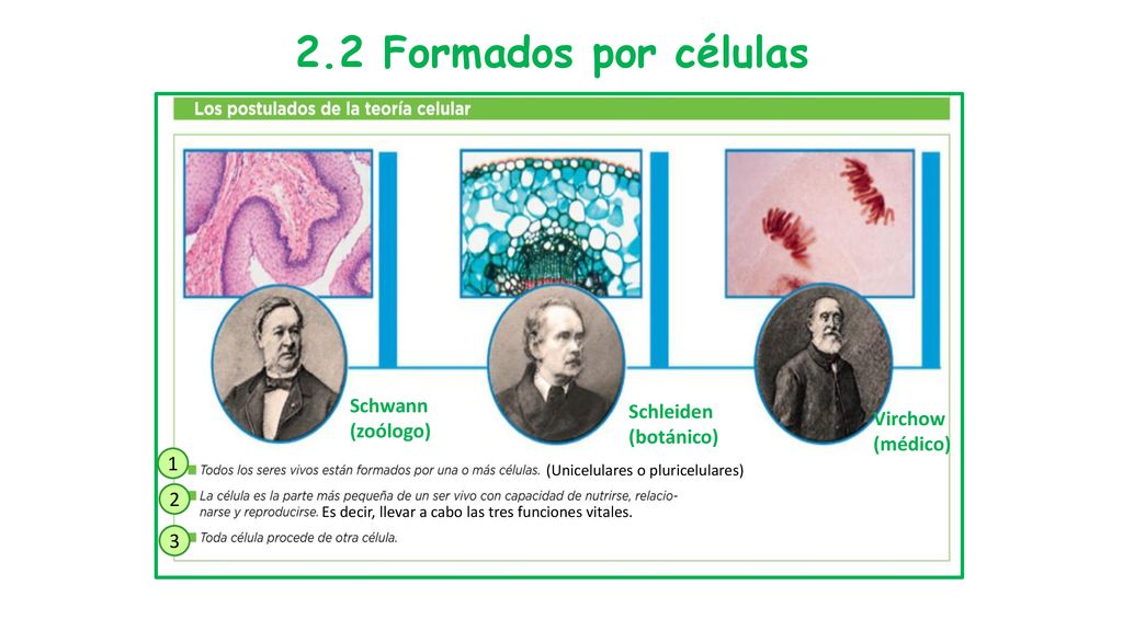 2.2 Formados por células Schwann (zoólogo) Schleiden (botánico)