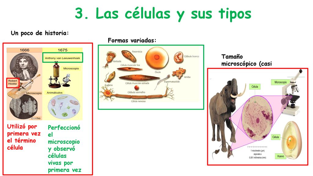 3. Las células y sus tipos Un poco de historia: Formas variadas:
