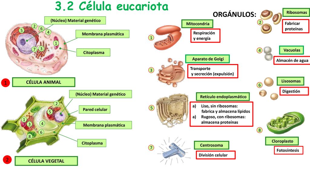 3.2 Célula eucariota ORGÁNULOS: 1 2 CÉLULA ANIMAL CÉLULA VEGETAL
