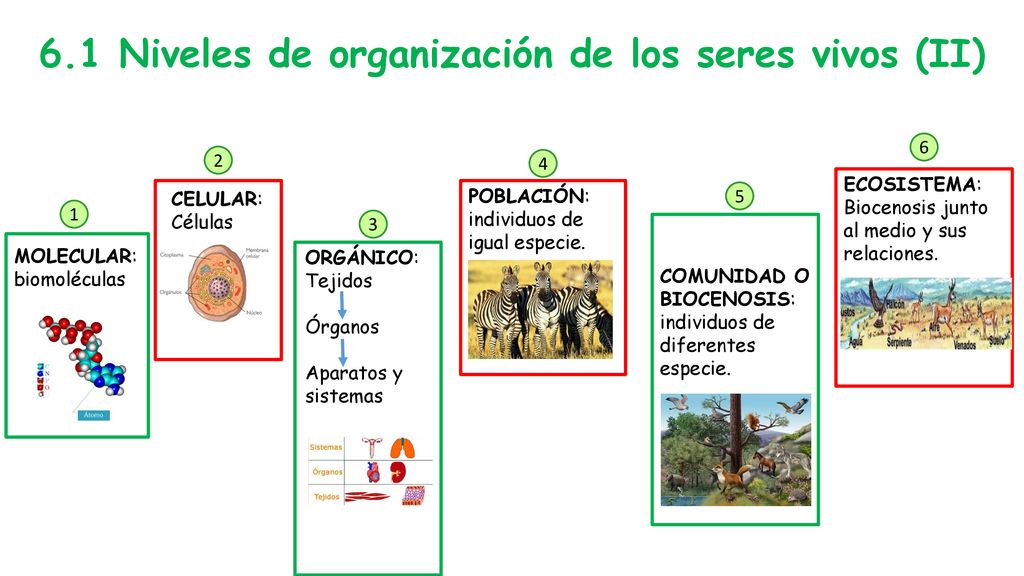 6.1 Niveles de organización de los seres vivos (II)