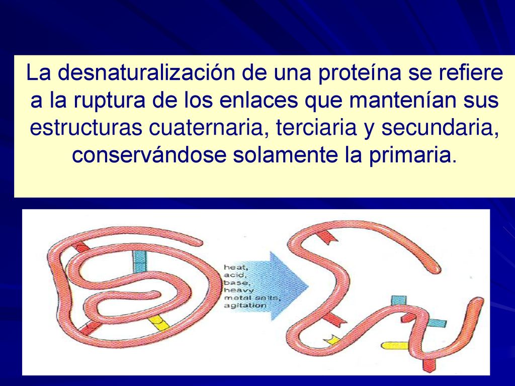 La desnaturalización de una proteína se refiere a la ruptura de los enlaces que mantenían sus estructuras cuaternaria, terciaria y secundaria, conservándose solamente la primaria.