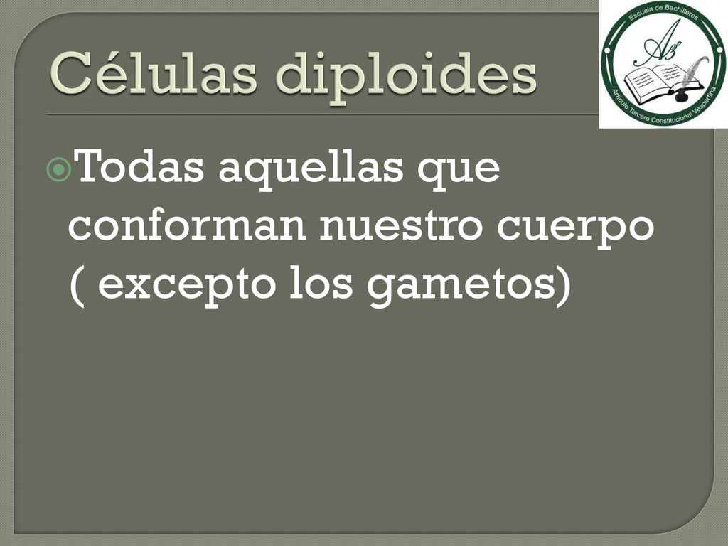 Células diploides Todas aquellas que conforman nuestro cuerpo ( excepto los gametos)