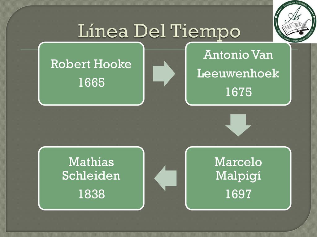 Línea Del Tiempo Robert Hooke 1665 Antonio Van Leeuwenhoek 1675