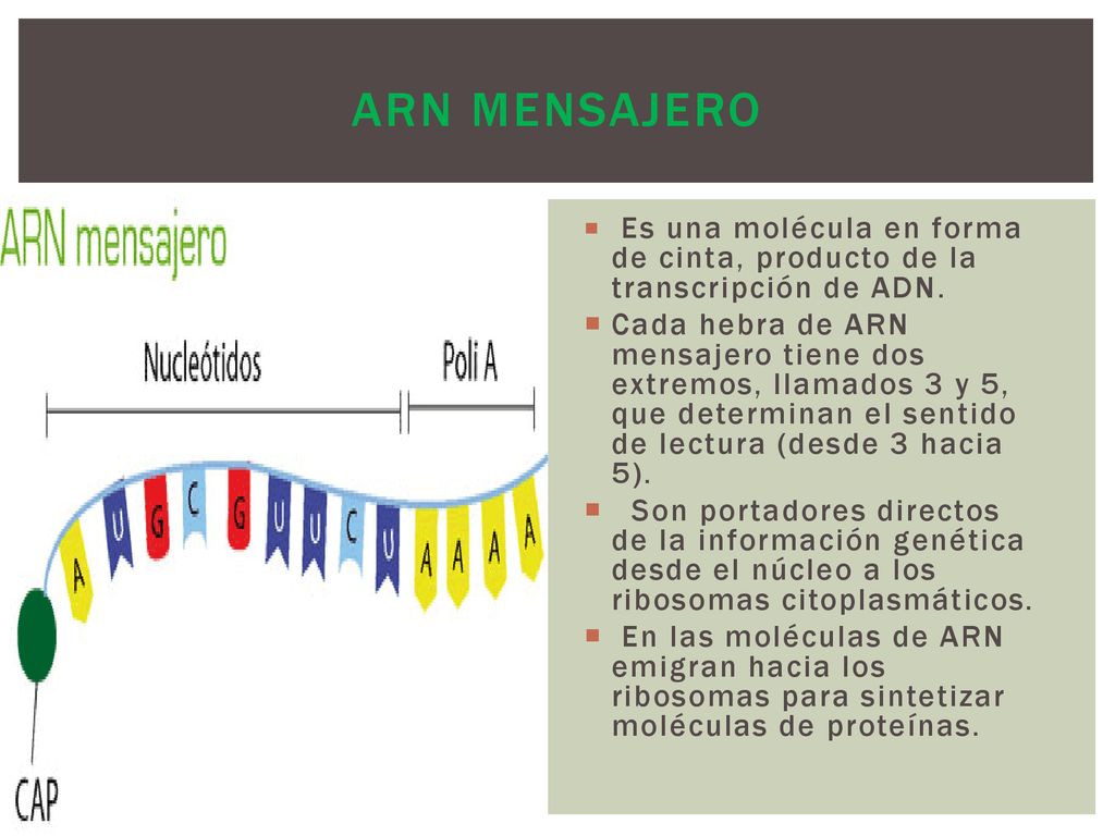 ARN MENSAJERO Es una molécula en forma de cinta, producto de la transcripción de ADN.