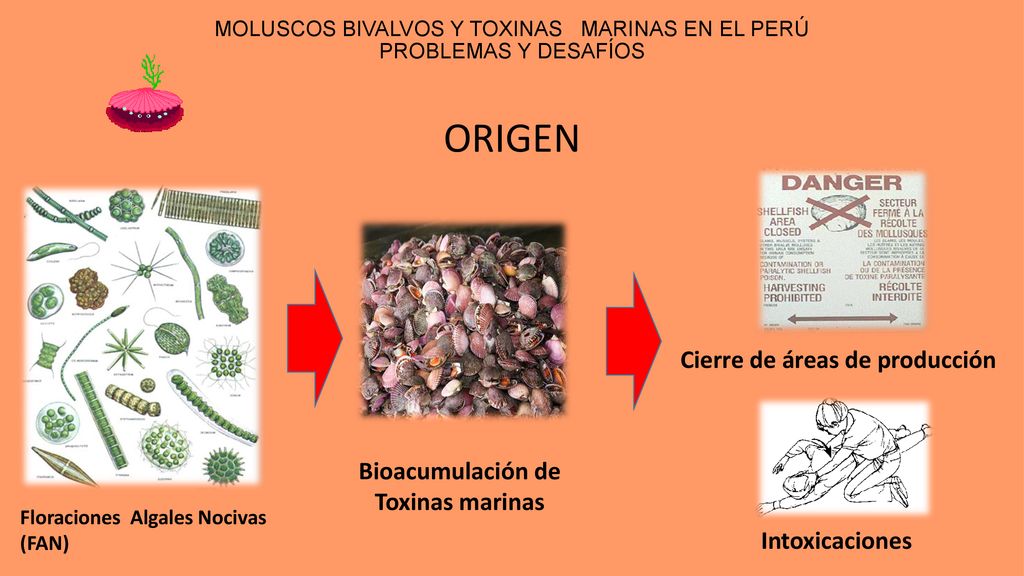 MOLUSCOS BIVALVOS Y TOXINAS MARINAS EN EL PERÚ PROBLEMAS Y DESAFÍOS