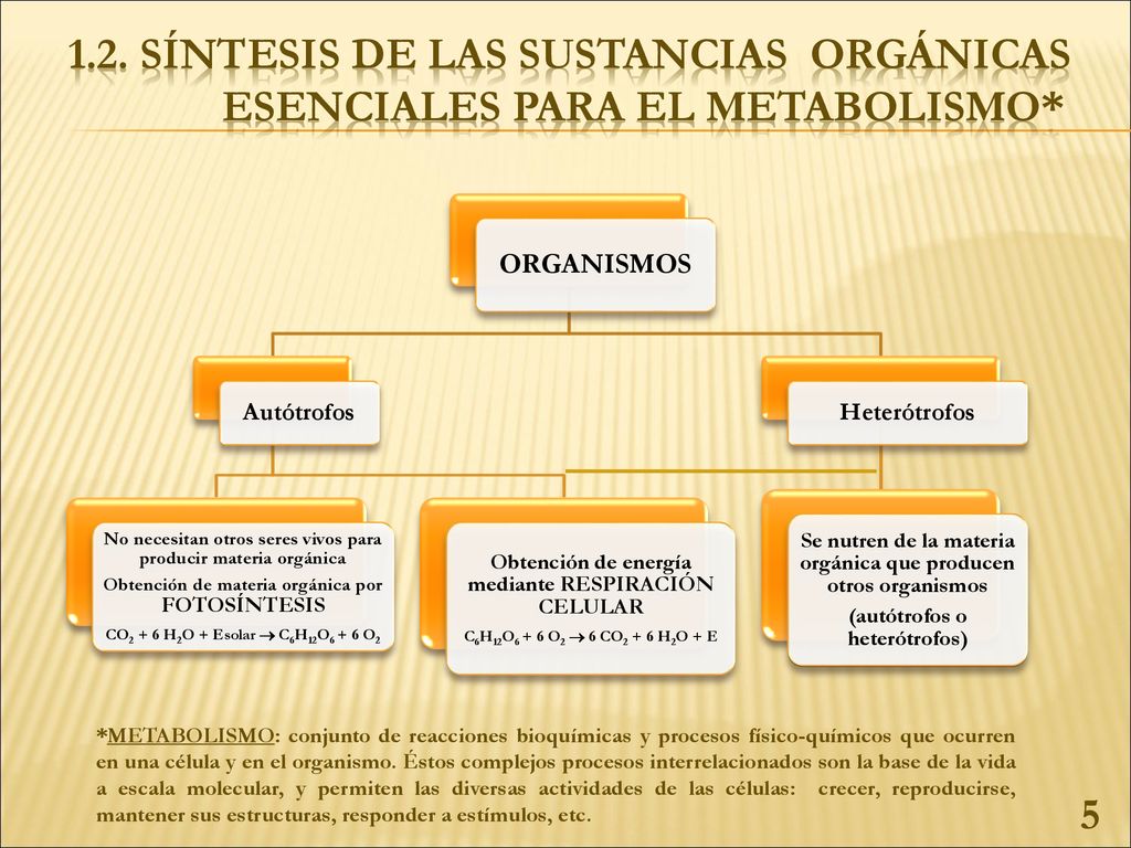 1.2. SÍNTESIS DE LAS SUSTANCIAS ORGÁNICAS ESENCIALES PARA EL METABOLISMO*