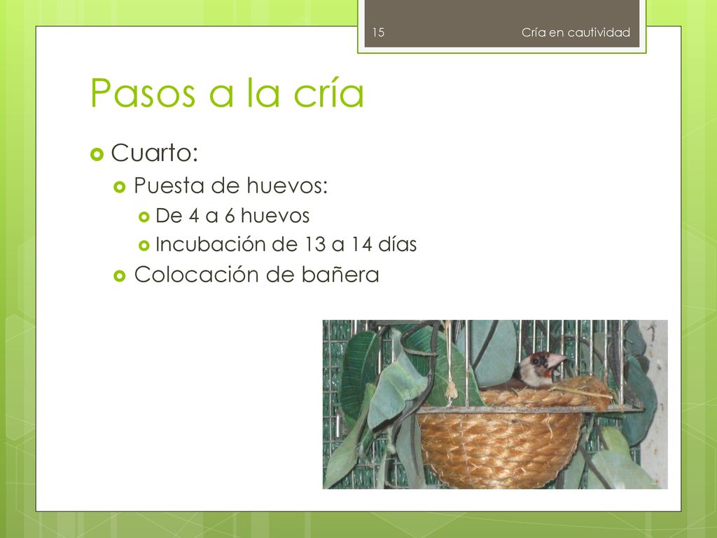 Pasos a la cría Cuarto: Puesta de huevos: Colocación de bañera