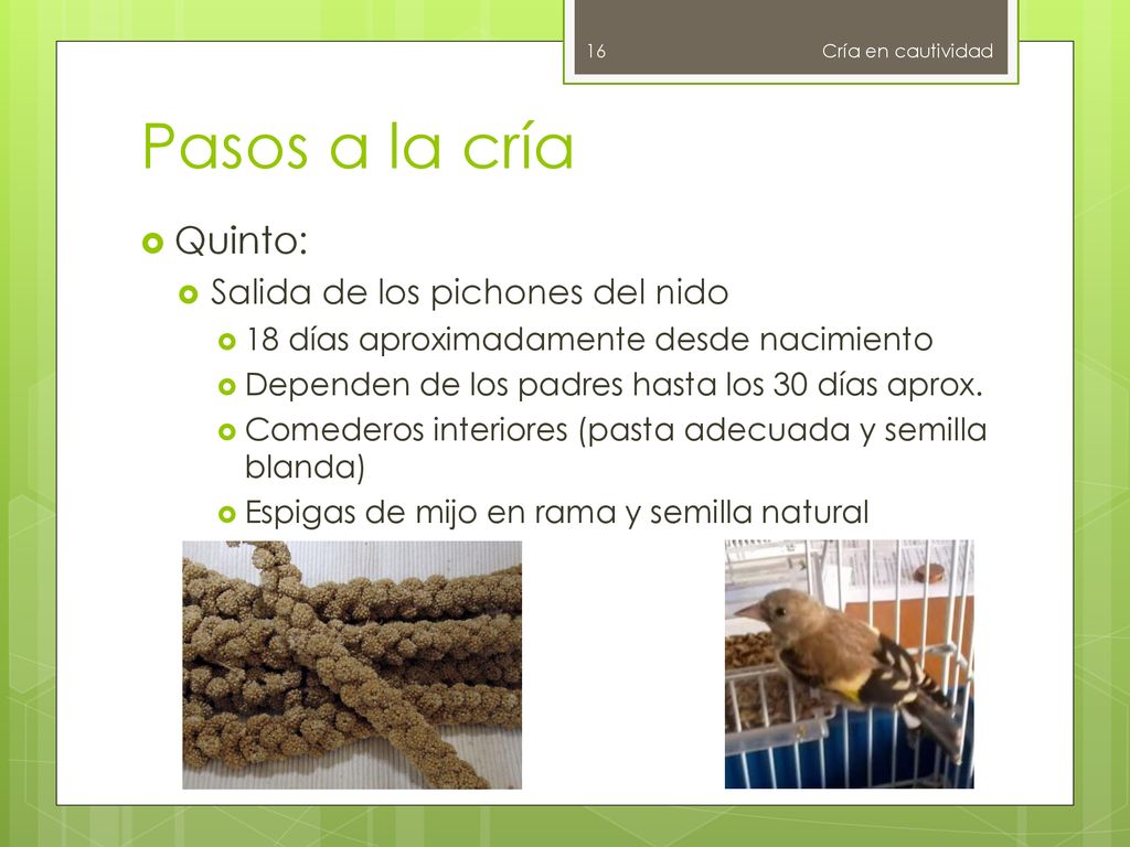 Pasos a la cría Quinto: Salida de los pichones del nido