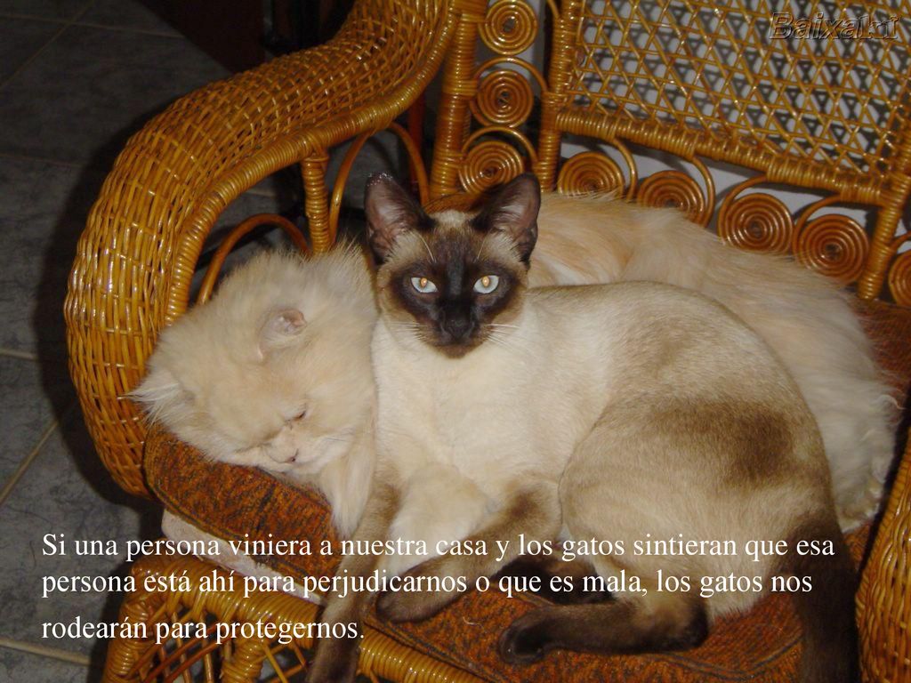 Si una persona viniera a nuestra casa y los gatos sintieran que esa persona está ahí para perjudicarnos o que es mala, los gatos nos rodearán para protegernos.