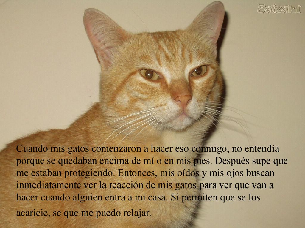 Cuando mis gatos comenzaron a hacer eso conmigo, no entendía porque se quedaban encima de mí o en mis pies.