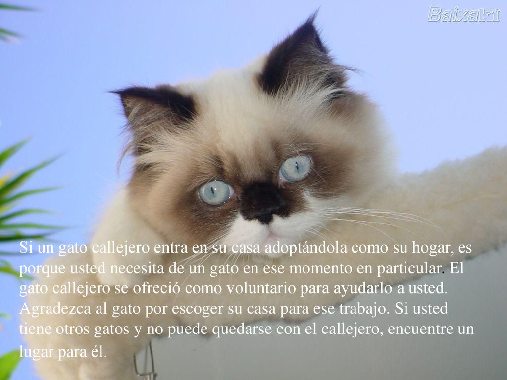 Si un gato callejero entra en su casa adoptándola como su hogar, es porque usted necesita de un gato en ese momento en particular.