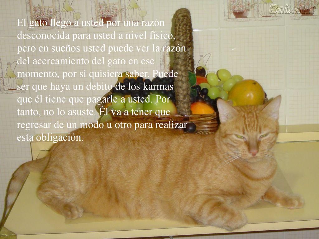 El gato llegó a usted por una razón desconocida para usted a nivel físico, pero en sueños usted puede ver la razón del acercamiento del gato en ese momento, por si quisiera saber.