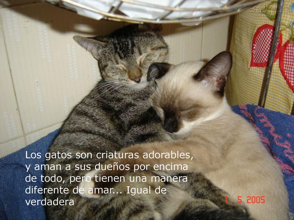 Los gatos son criaturas adorables, y aman a sus dueños por encima de todo, pero tienen una manera diferente de amar...