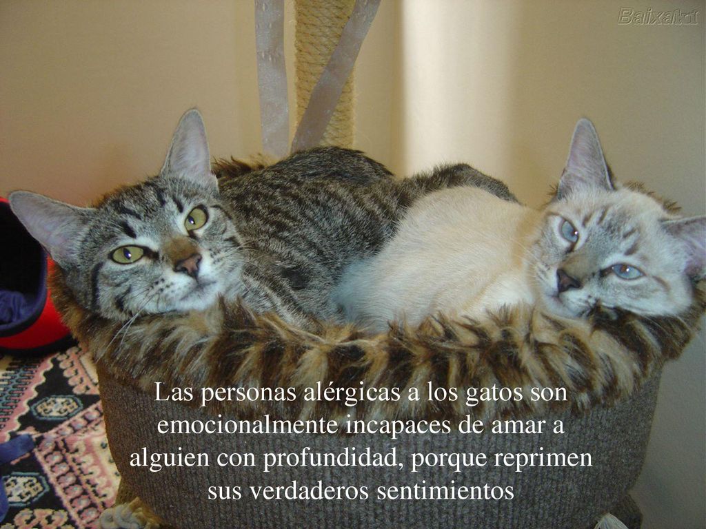 Las personas alérgicas a los gatos son emocionalmente incapaces de amar a alguien con profundidad, porque reprimen sus verdaderos sentimientos