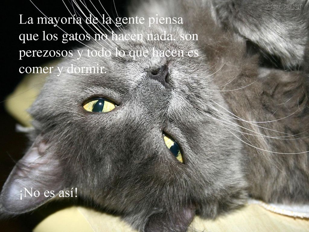 La mayoría de la gente piensa que los gatos no hacen nada, son perezosos y todo lo que hacen es comer y dormir.