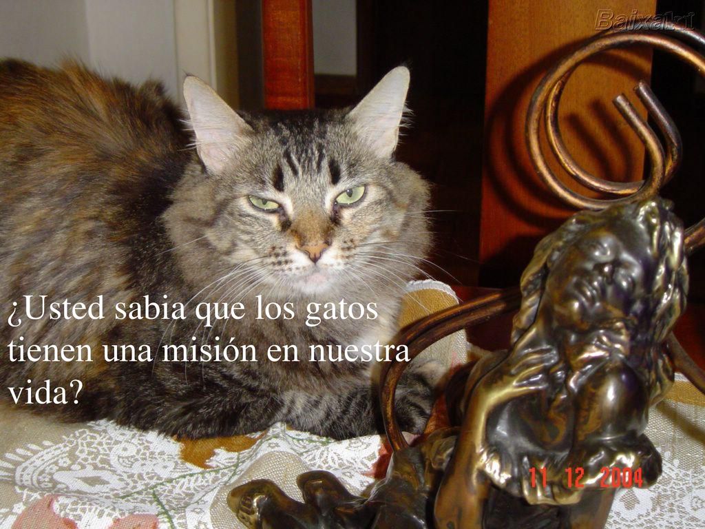 ¿Usted sabia que los gatos tienen una misión en nuestra vida