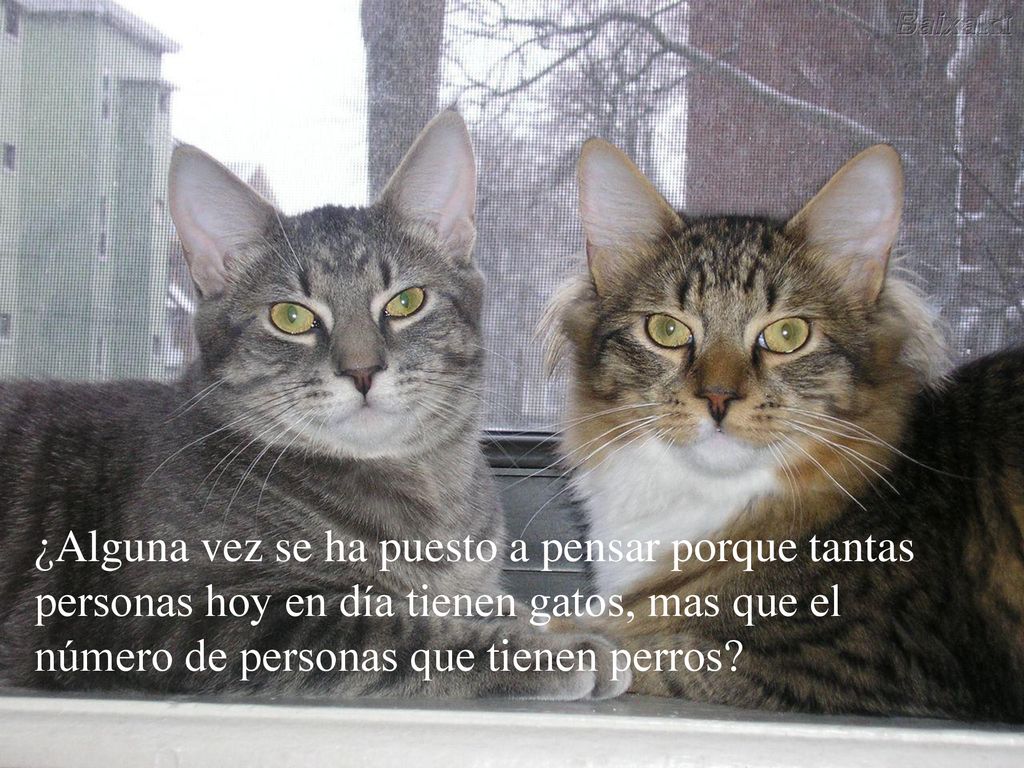 ¿Alguna vez se ha puesto a pensar porque tantas personas hoy en día tienen gatos, mas que el número de personas que tienen perros
