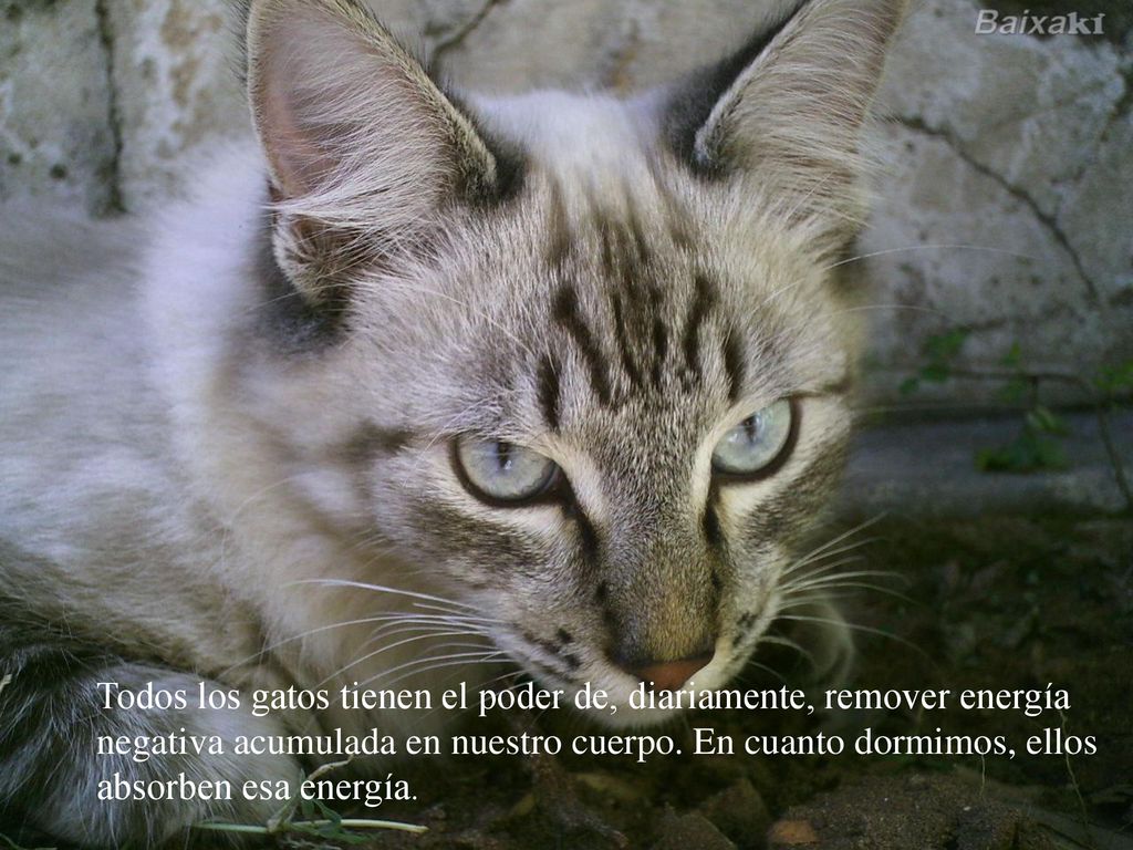 Todos los gatos tienen el poder de, diariamente, remover energía negativa acumulada en nuestro cuerpo.
