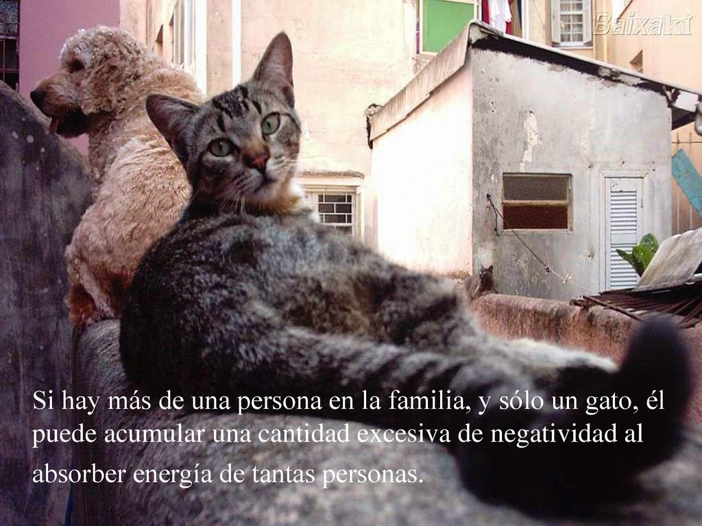Si hay más de una persona en la familia, y sólo un gato, él puede acumular una cantidad excesiva de negatividad al absorber energía de tantas personas.