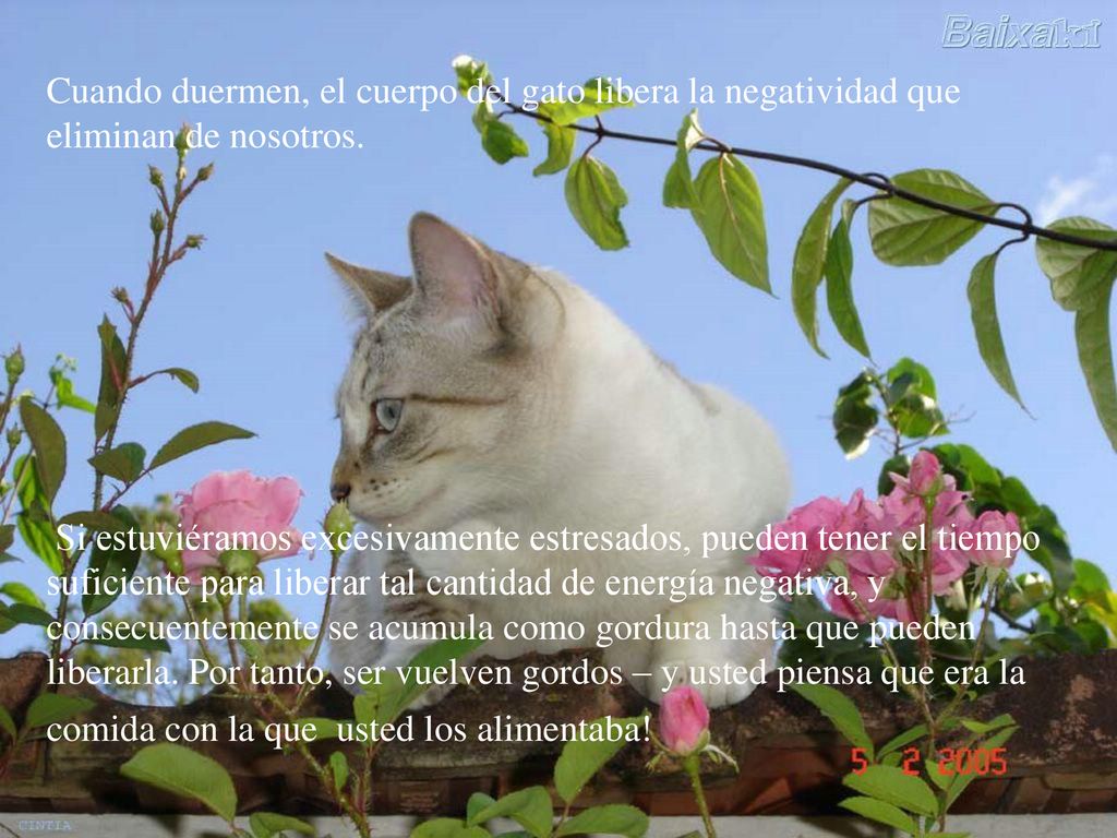 Cuando duermen, el cuerpo del gato libera la negatividad que eliminan de nosotros.