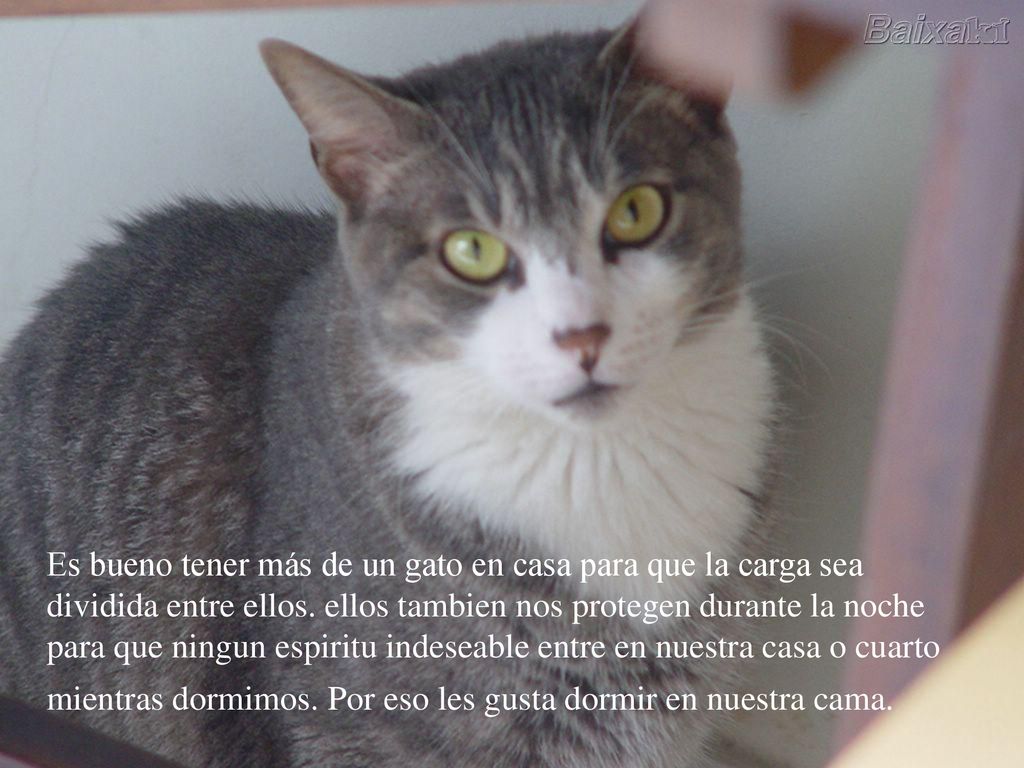 Es bueno tener más de un gato en casa para que la carga sea dividida entre ellos.