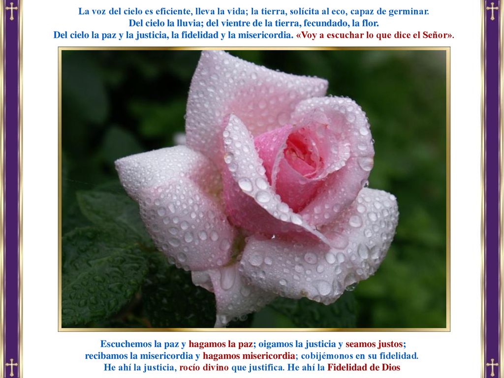 Del cielo la lluvia; del vientre de la tierra, fecundado, la flor.
