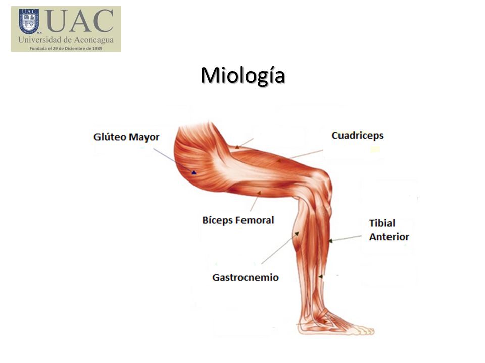 Miología
