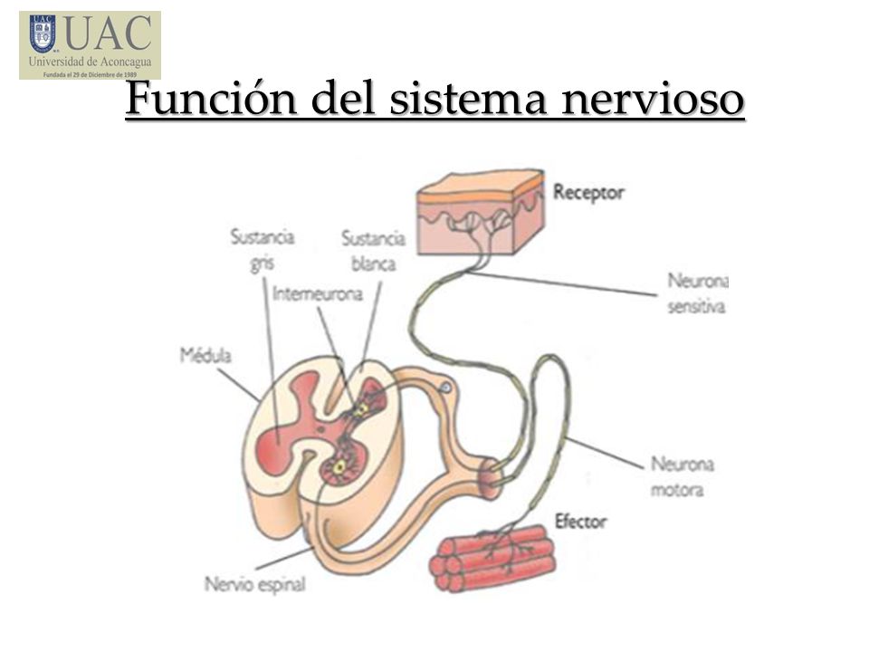 Función del sistema nervioso