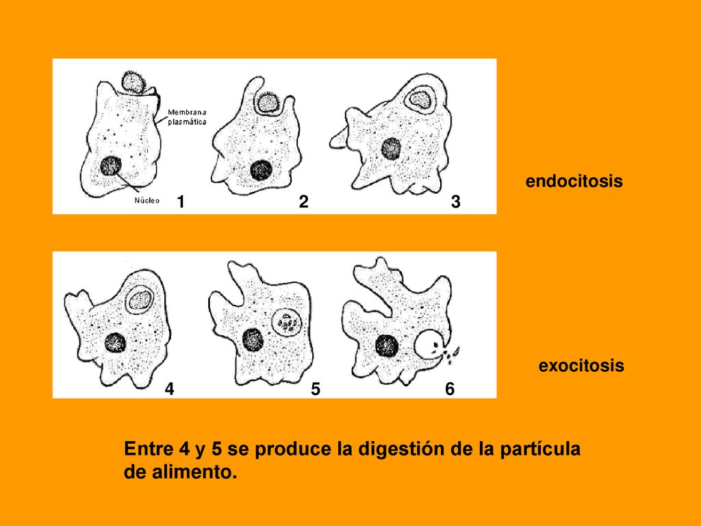 Entre 4 y 5 se produce la digestión de la partícula de alimento.
