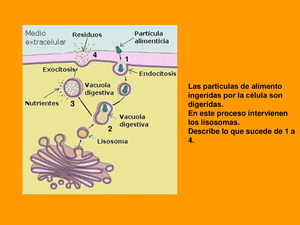 4 1. Las partículas de alimento. ingeridas por la célula son. digeridas. En este proceso intervienen.