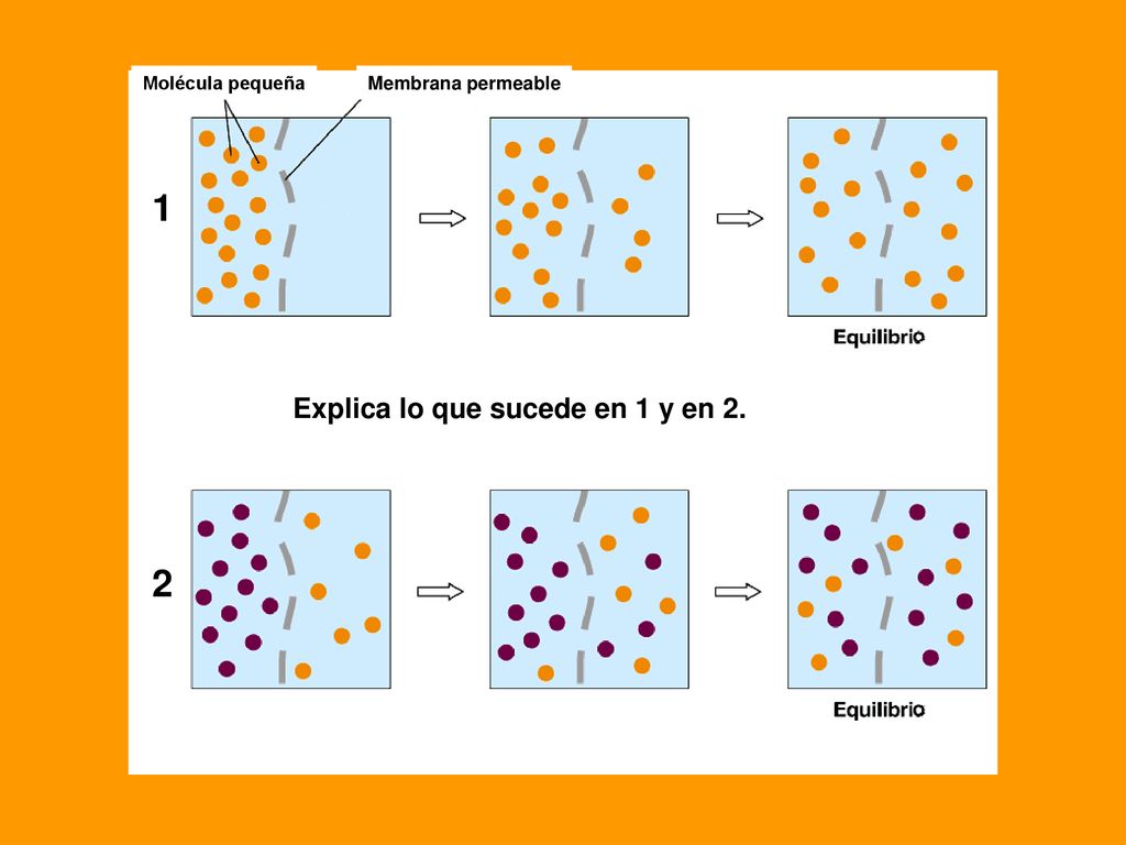 1 2 Explica lo que sucede en 1 y en 2. Molécula pequeña