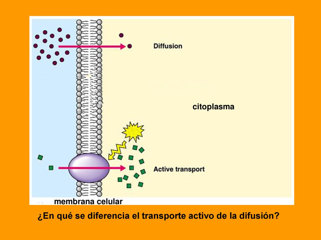 ¿En qué se diferencia el transporte activo de la difusión