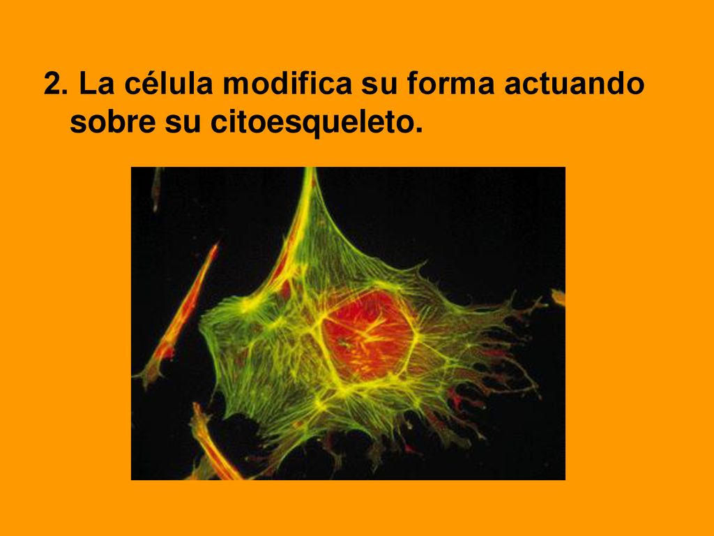 2. La célula modifica su forma actuando sobre su citoesqueleto.