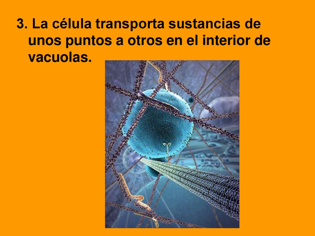 3. La célula transporta sustancias de unos puntos a otros en el interior de vacuolas.