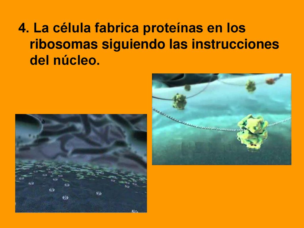 4. La célula fabrica proteínas en los ribosomas siguiendo las instrucciones del núcleo.